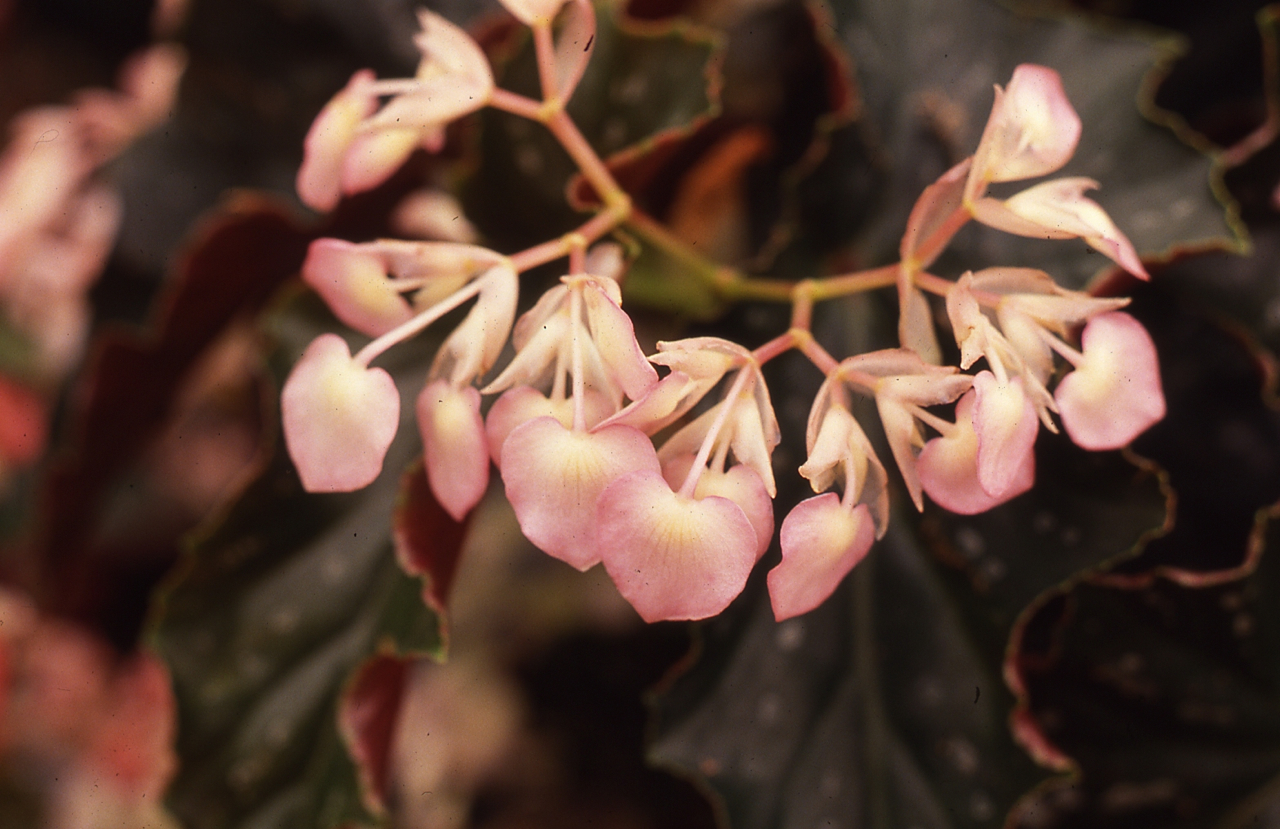 B. ‘Pink Pearl’